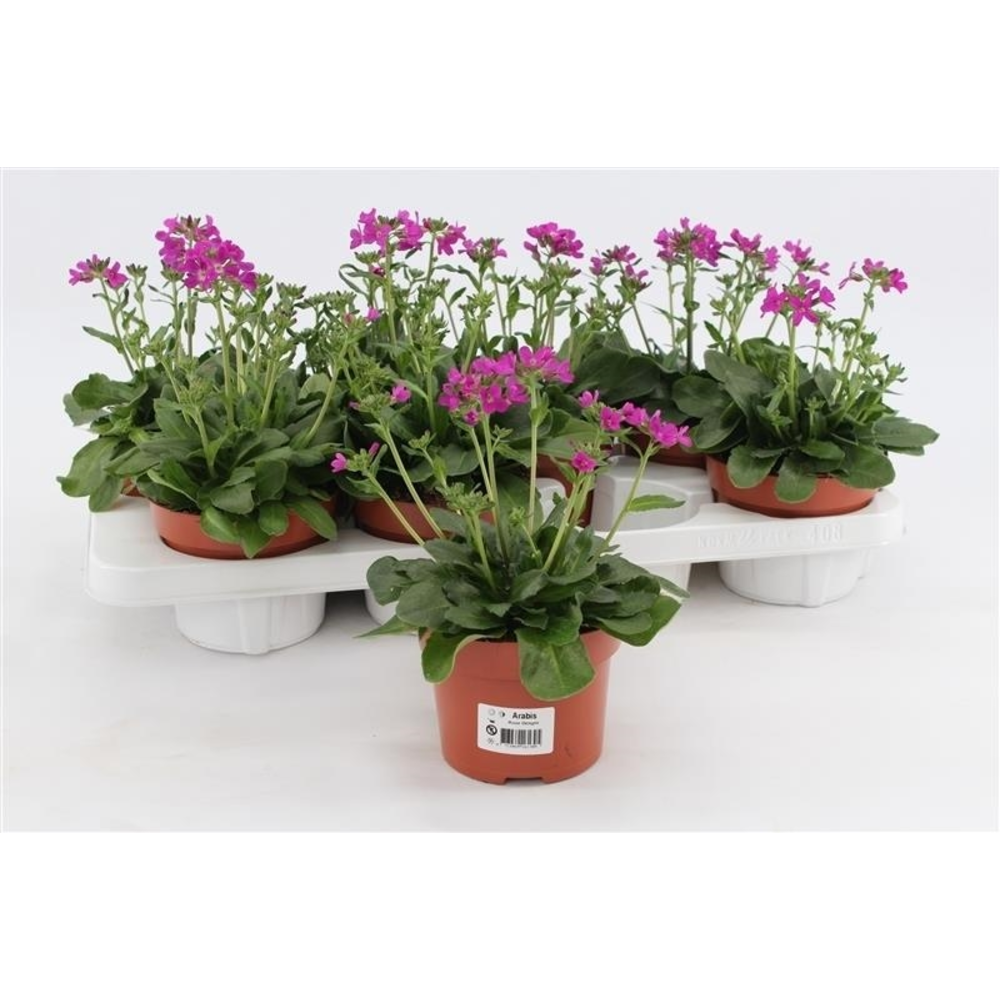 Arabis Rose Delight.