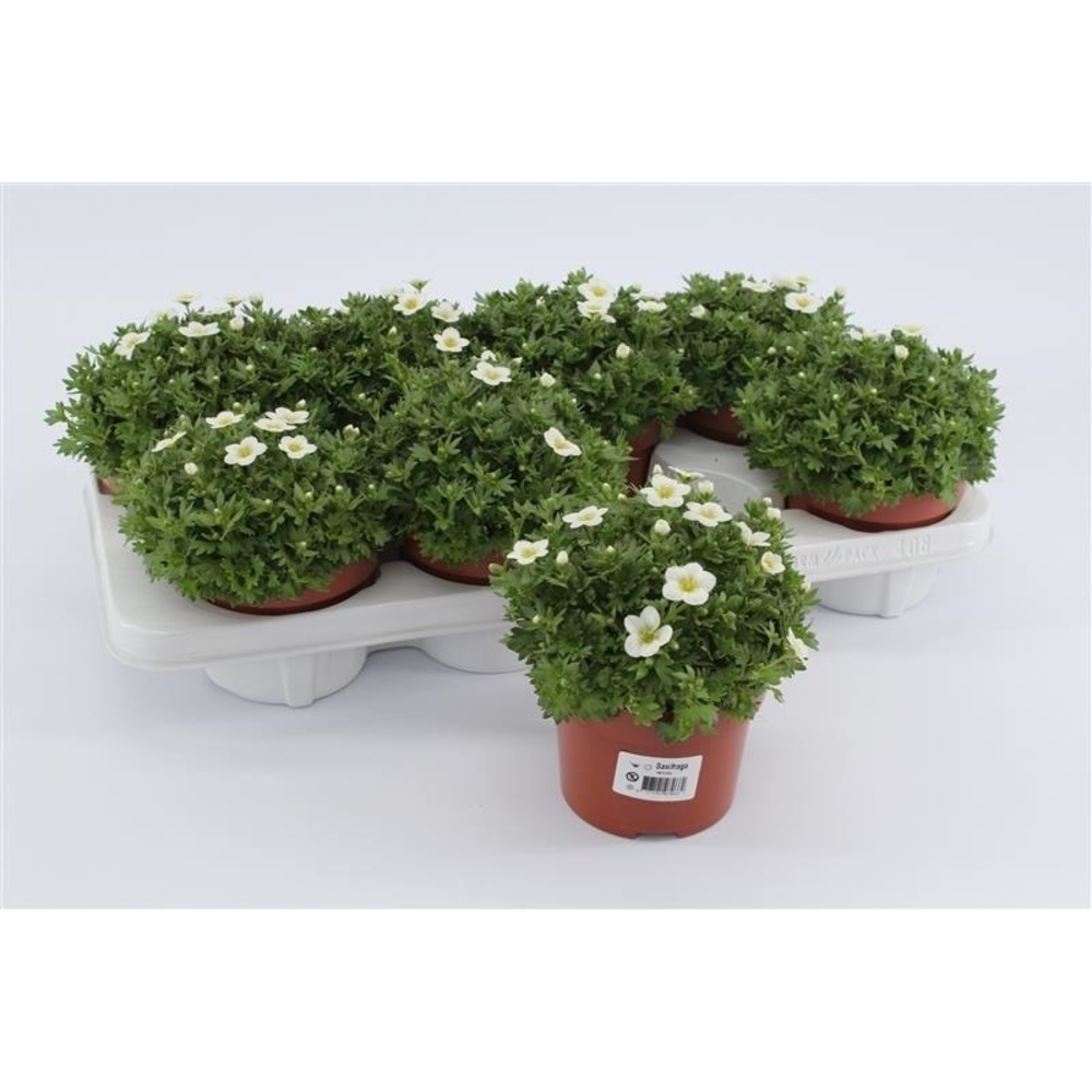 Saxifraga Touran White.