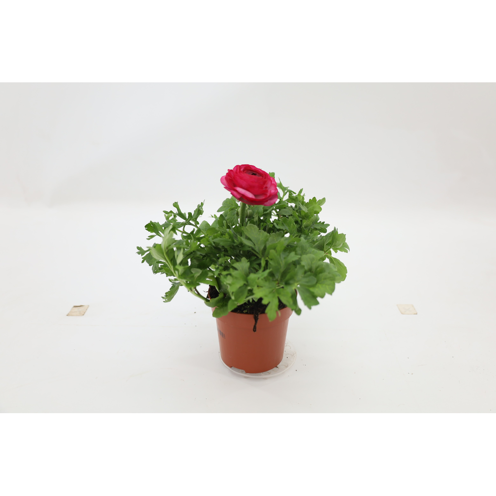 Ranunculus Sprinkles Mix.