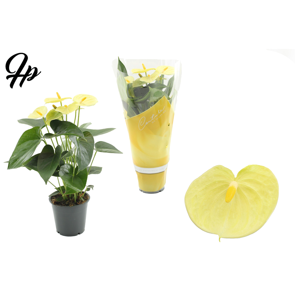 Anthurium Vanilla in Couture sleeve.