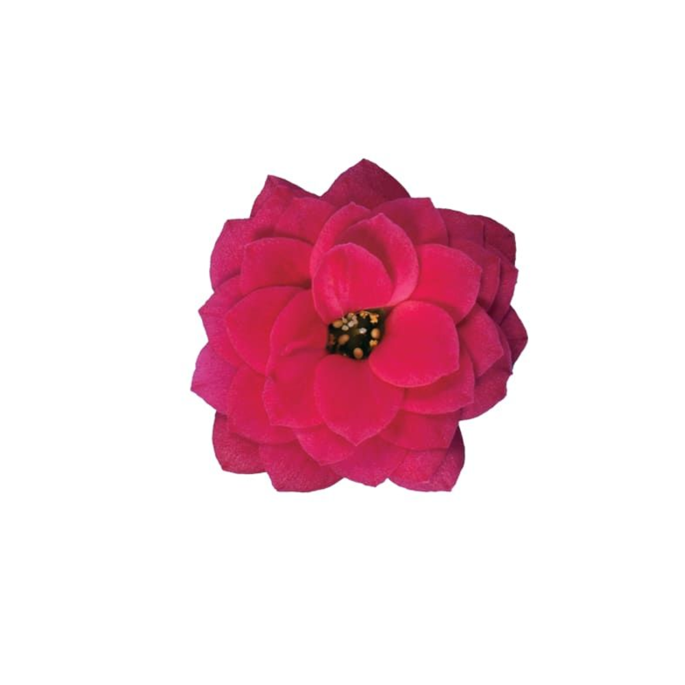 Kalanchoë Moments - Purple.