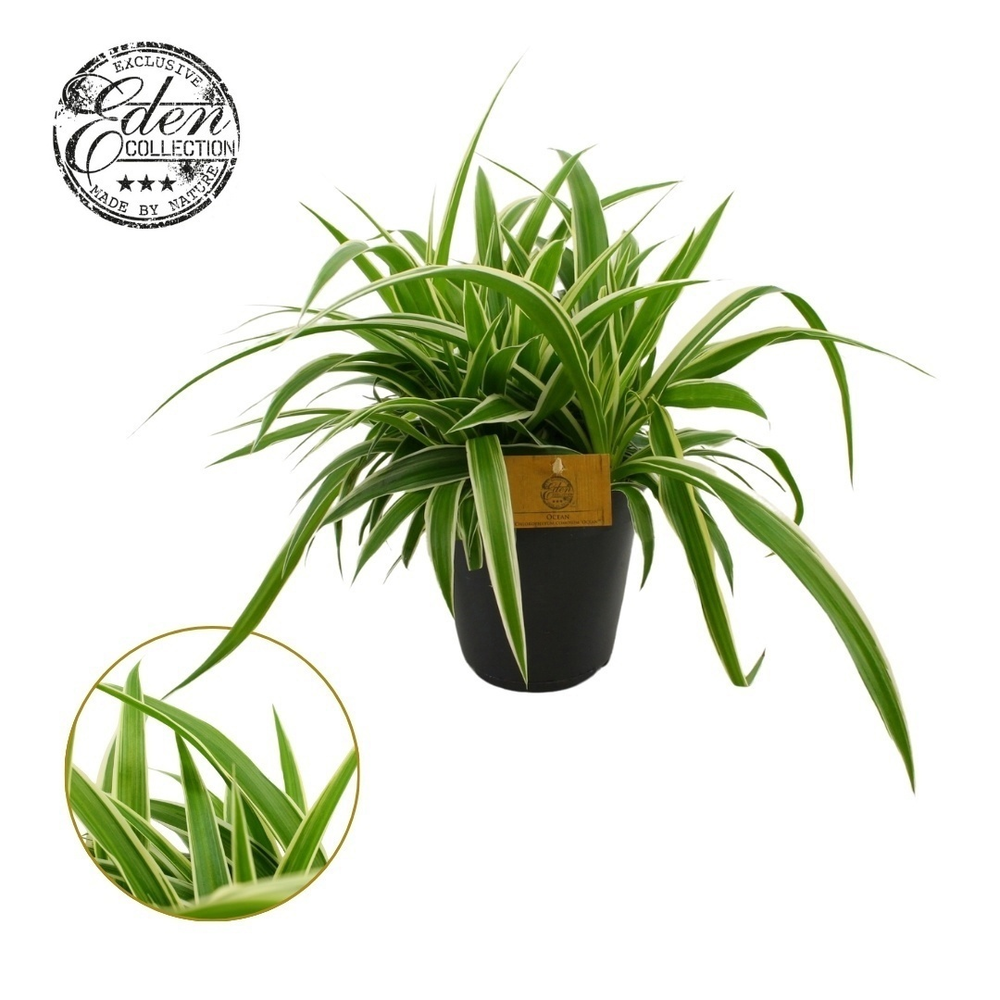 Chlorophytum Ocean 15cm.