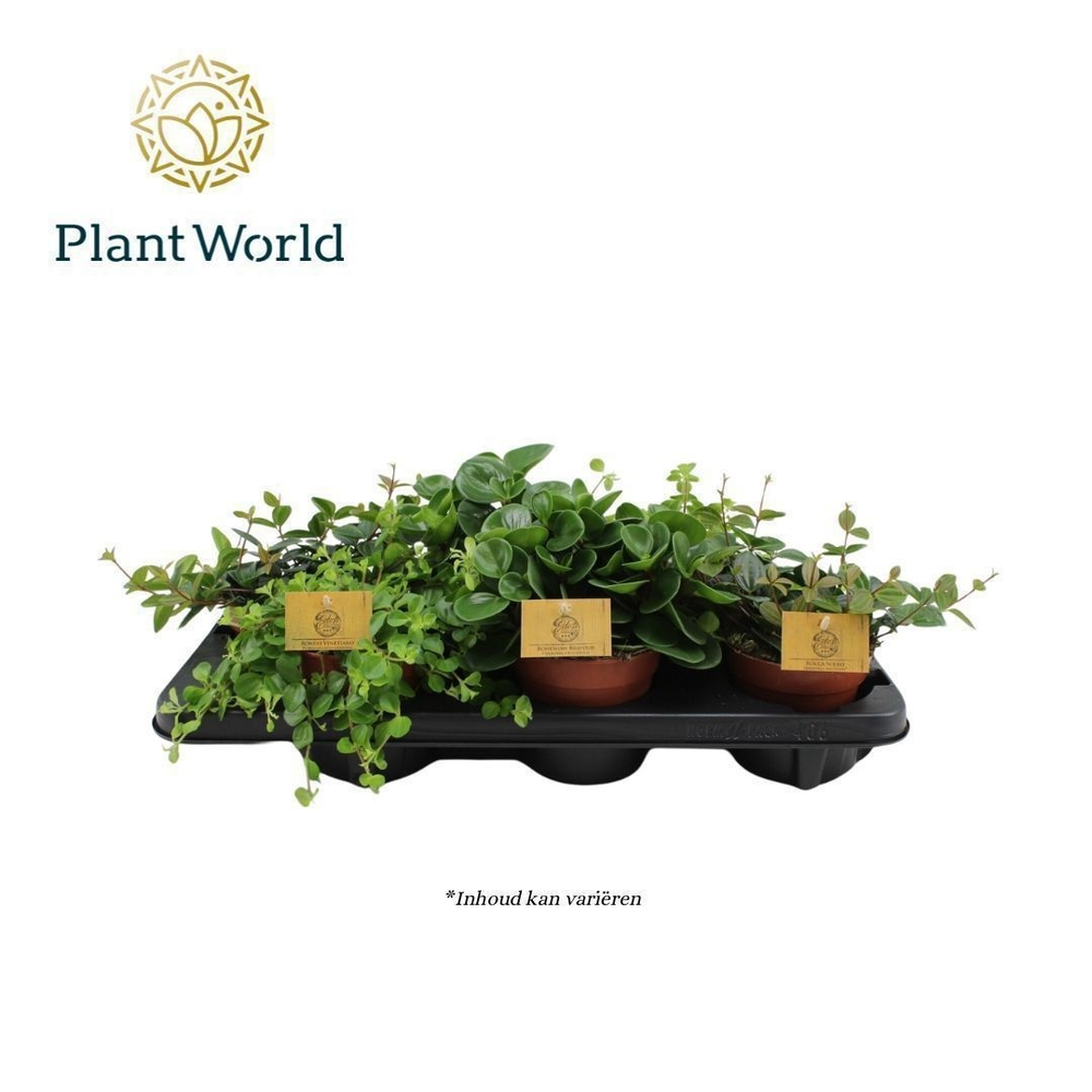 Peperomia gemengd 12cm.