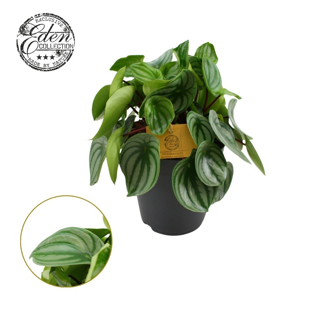 Peperomia Argyreia 15cm.