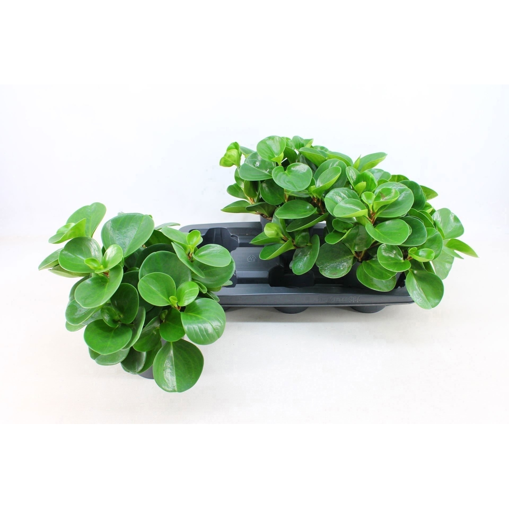 Peperomia Obtusifolia Groen 15cm.