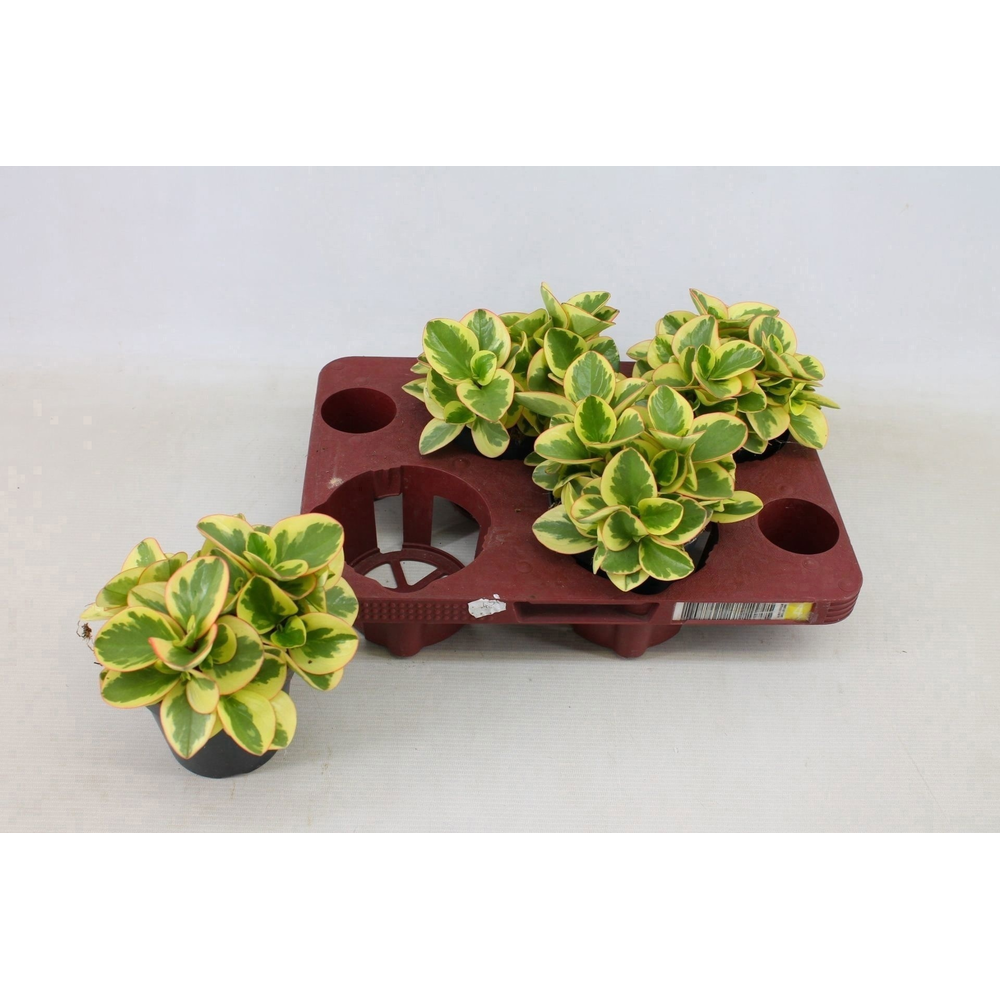 Peperomia Obtipan Bicolor 12cm.