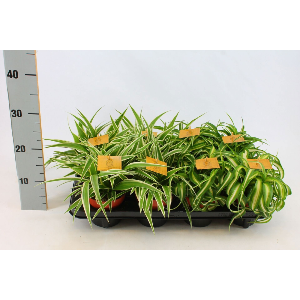 Chlorophytum gemengd 12cm.