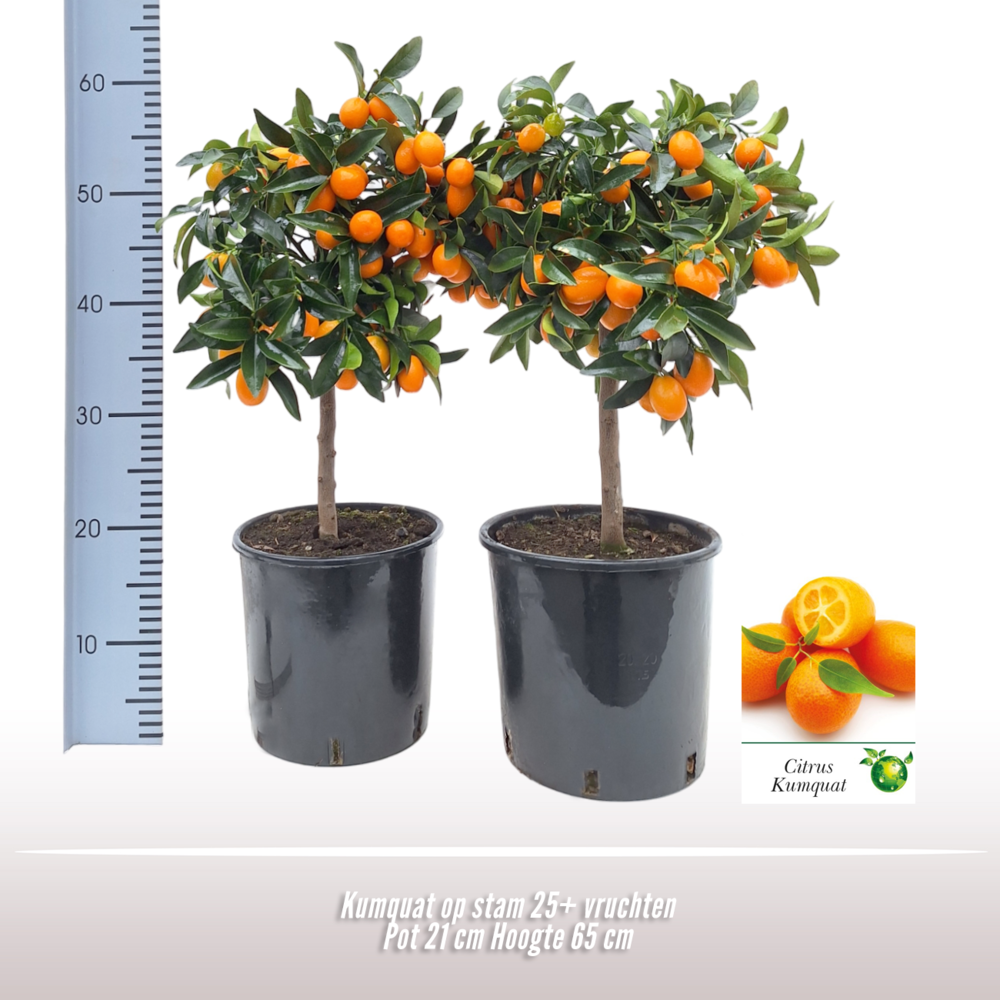 Kumquat op stam.
