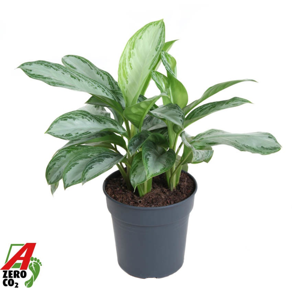 Aglaonema Silver Bay.