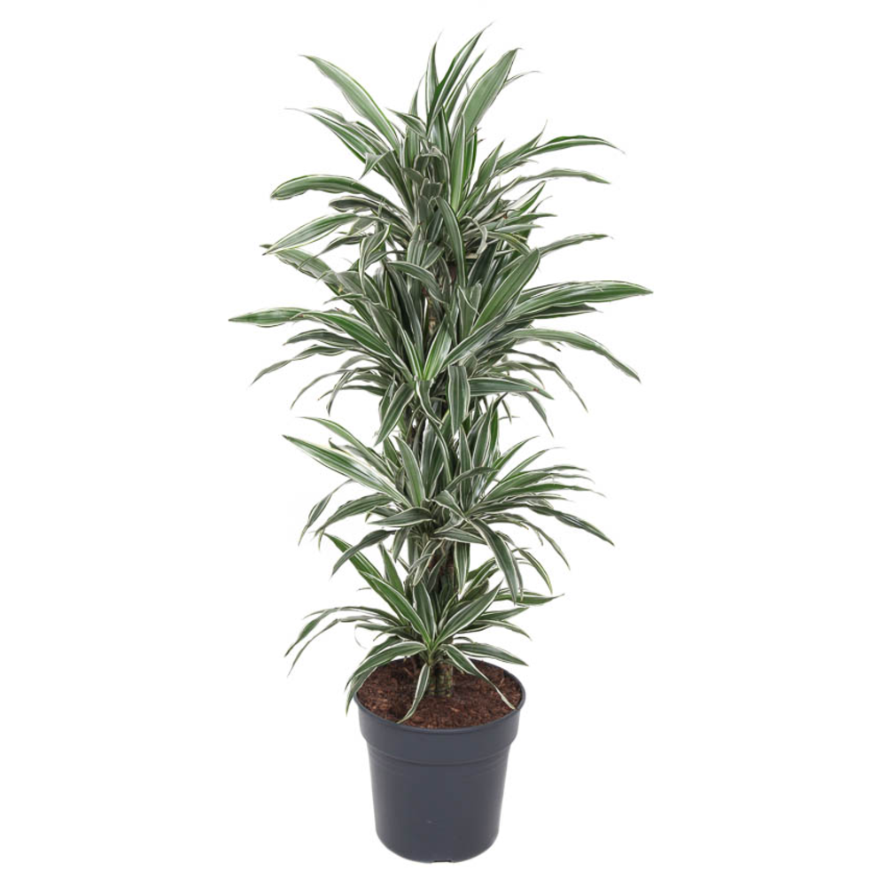Dracaena White Stripe vertakt P31.