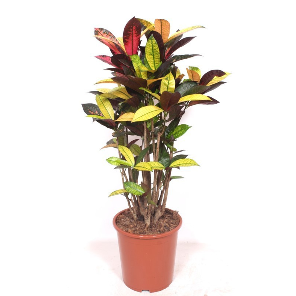 Codiaeum Iceton (Croton Iceton).