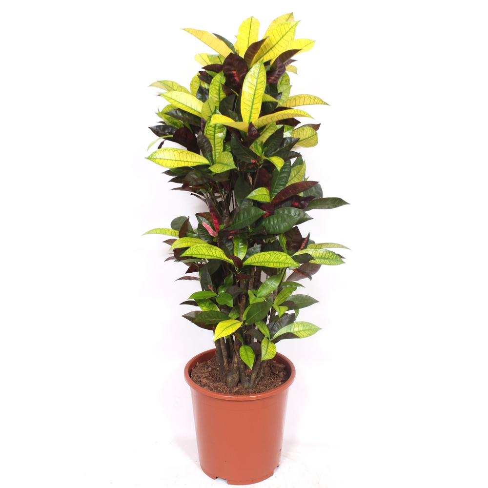 Codiaeum Iceton (Croton Iceton).