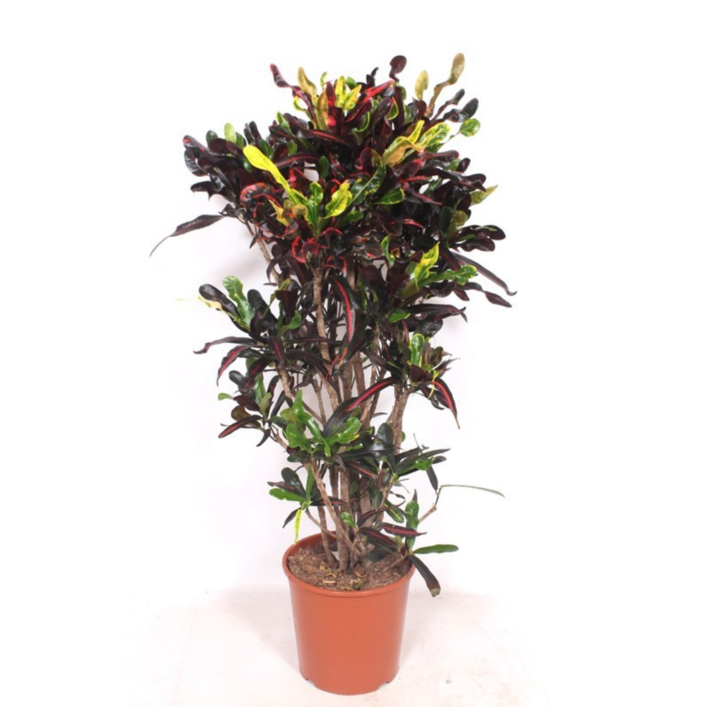 Codiaeum Mammi (Croton Mammi).