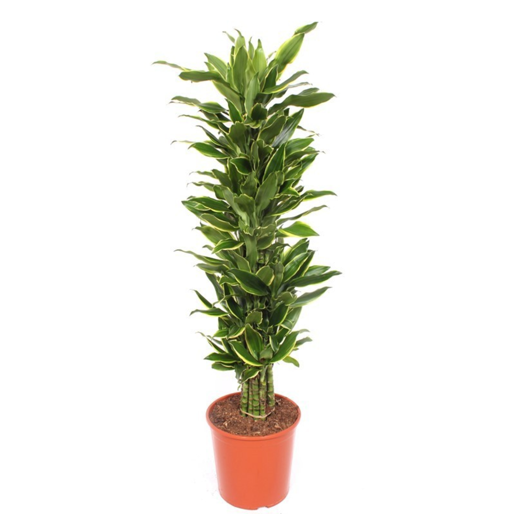 Dracaena Golden Coast.