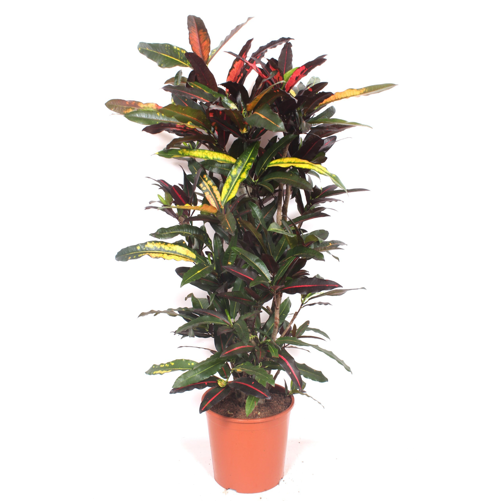 Codiaeum Mango (Croton Mango).