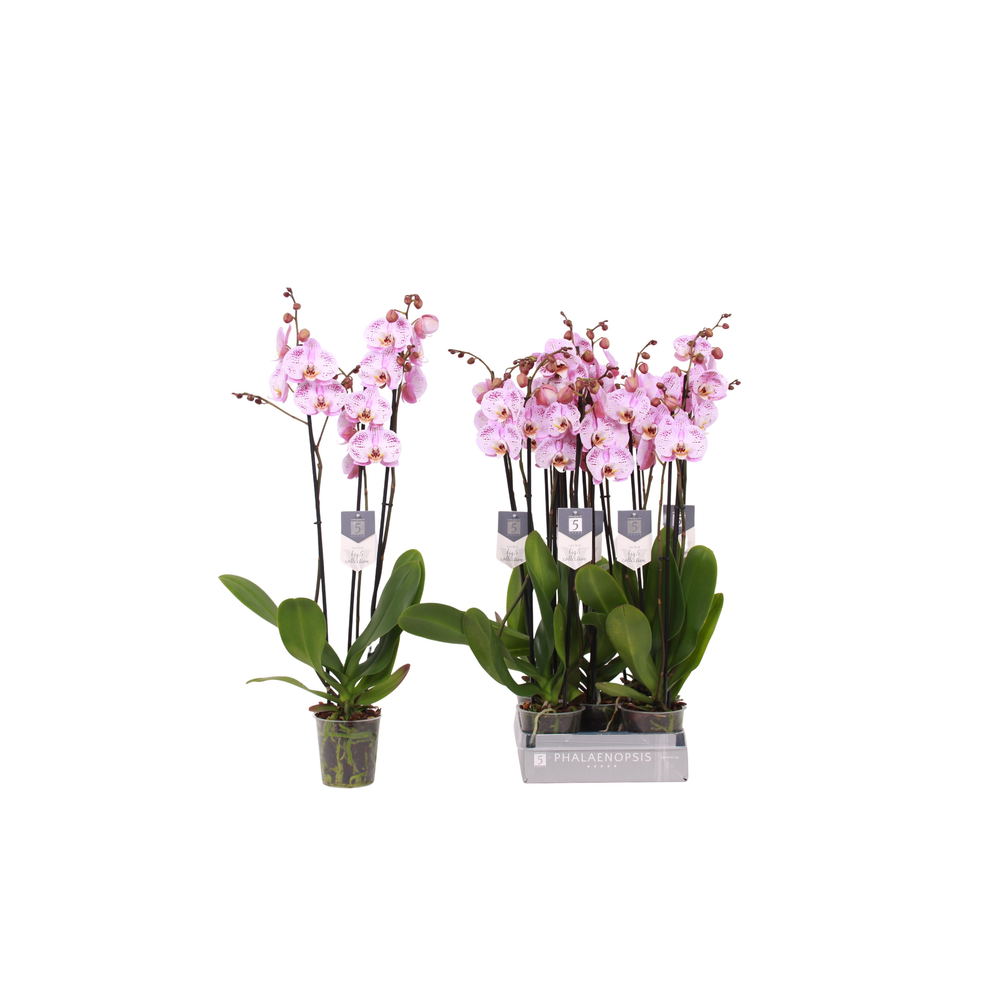Phalaenopsis Spotted World, 3-spike 22+.