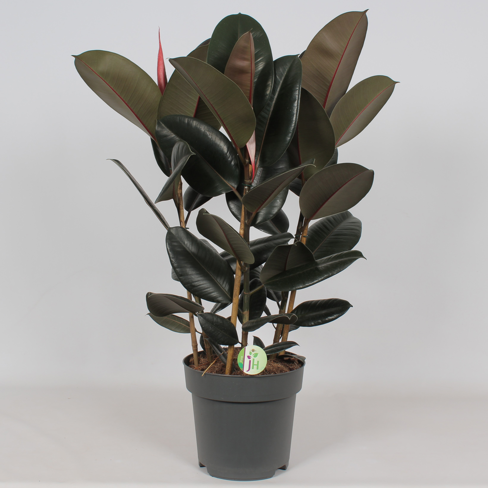 Ficus 'Abidjan'.