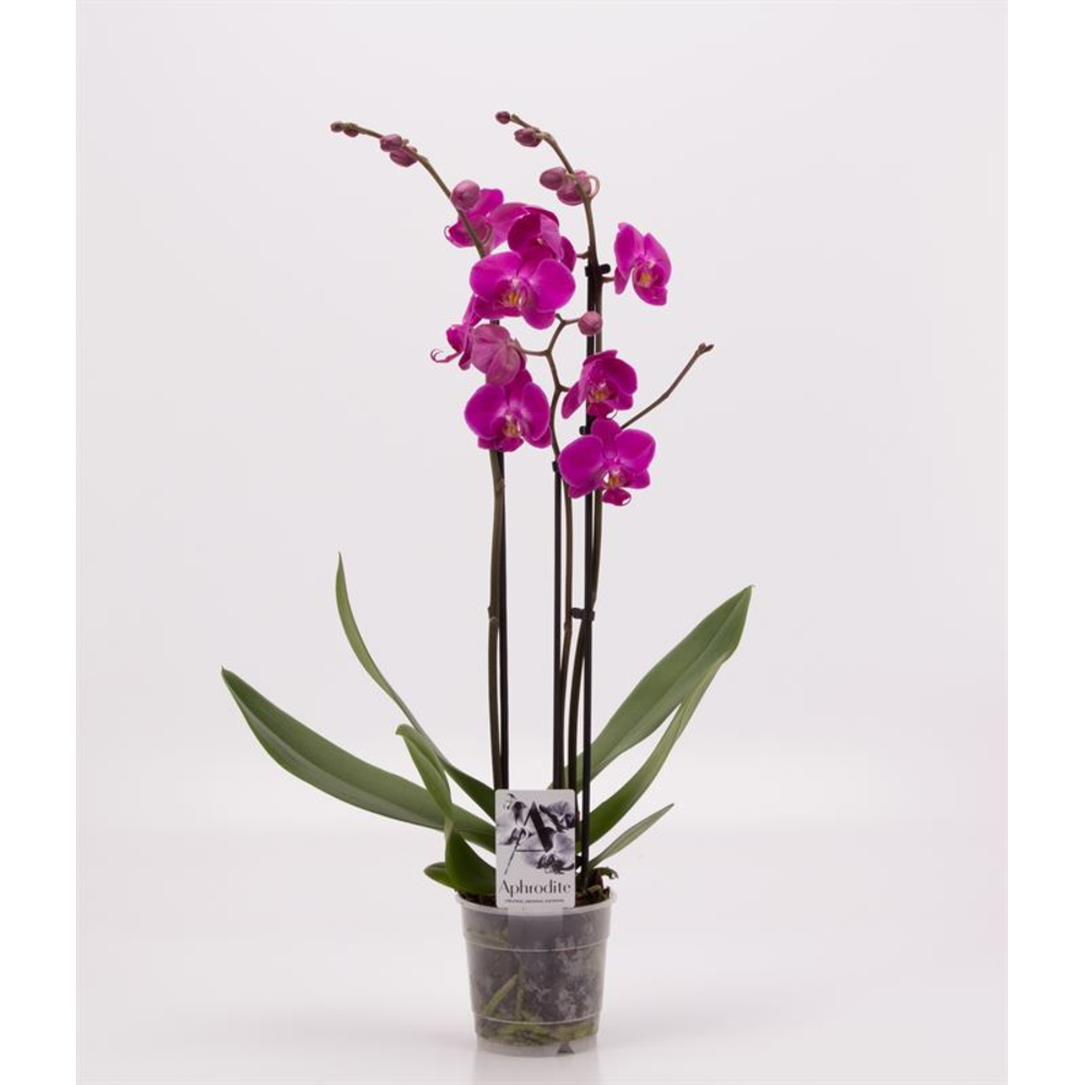 Phalaenopsis overig paars 3 Tak Paars.