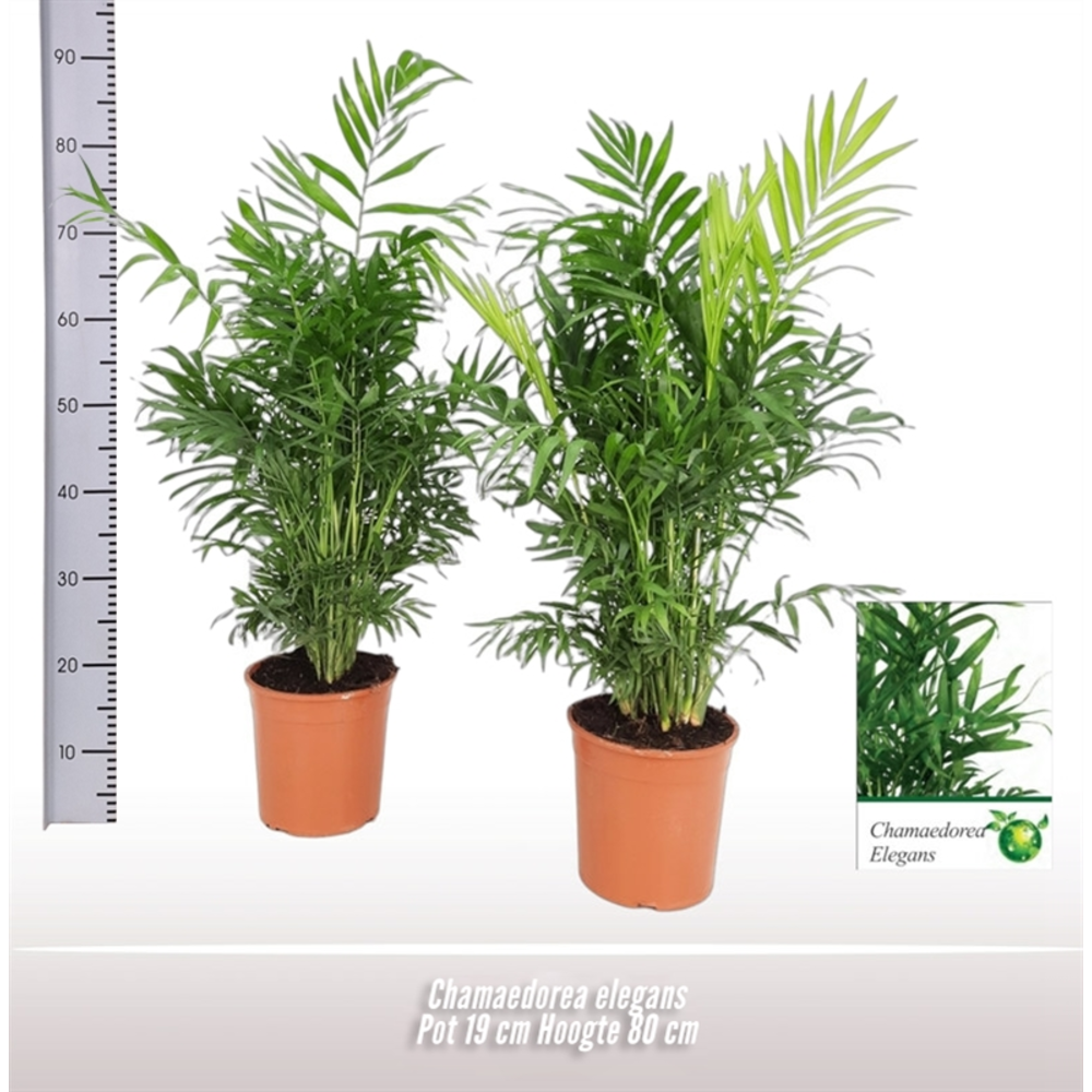 Chamaedorea elegans.