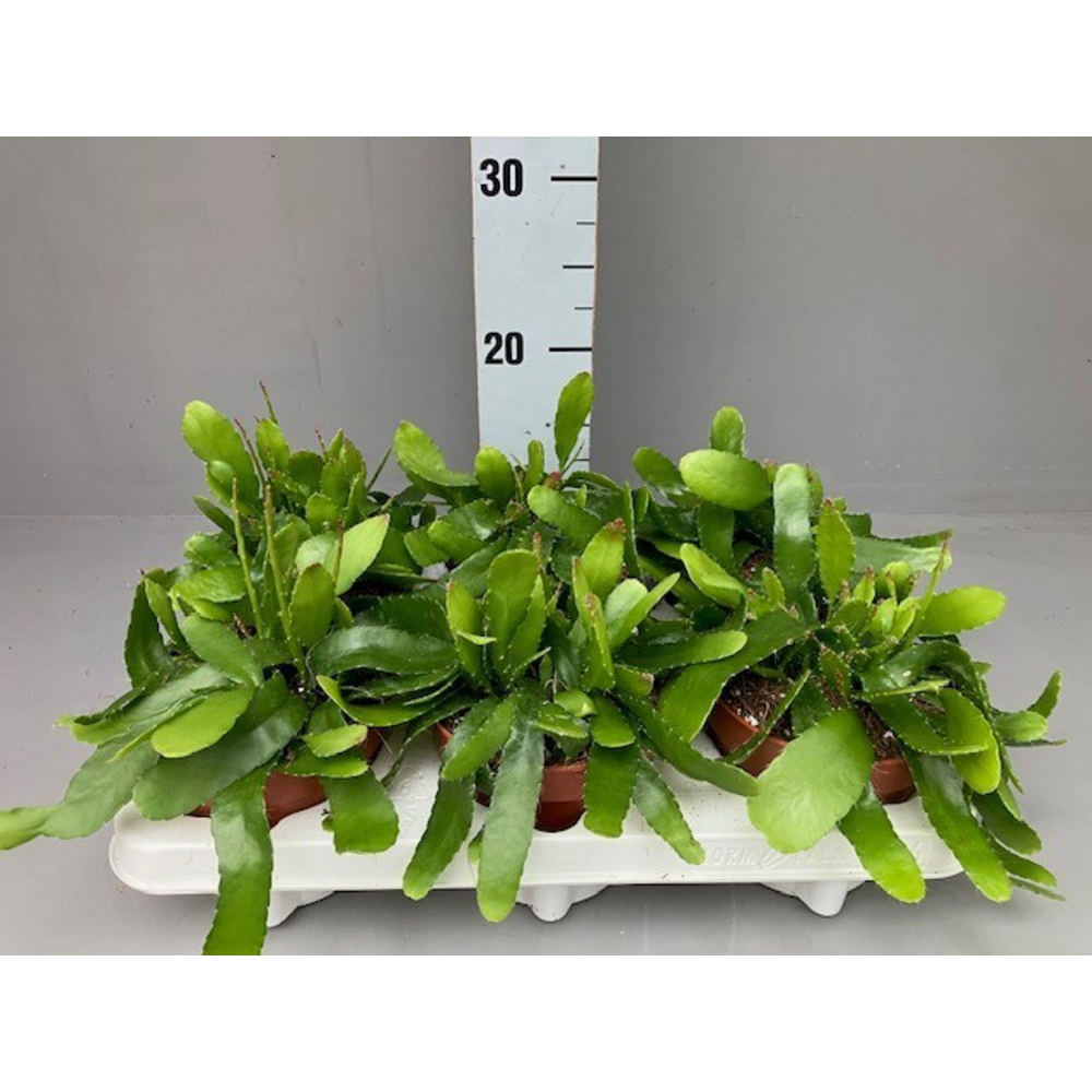 rhipsalis red coral.