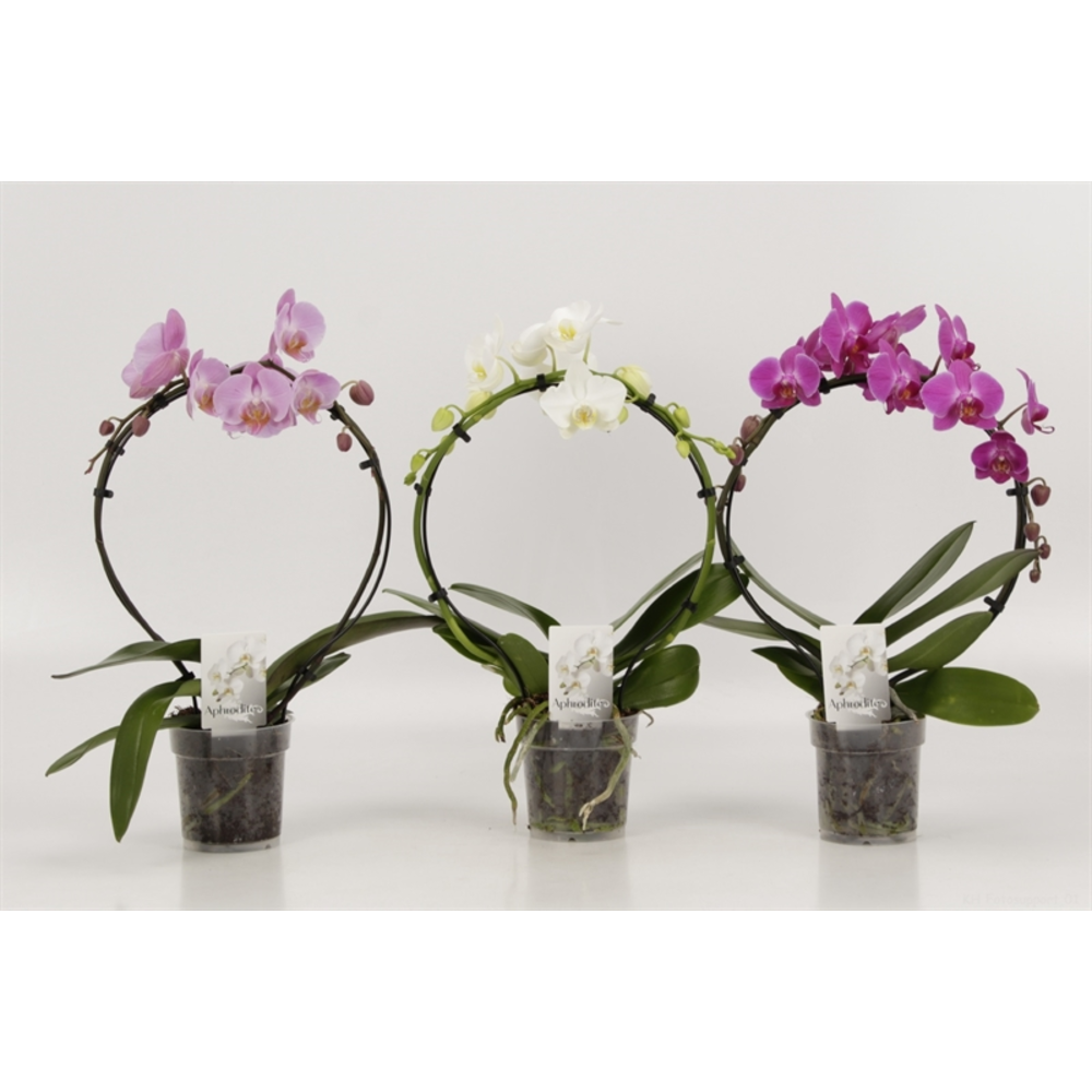 Phalaenopsis overig Rondella gemengd.