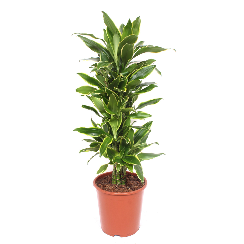 Dracaena Golden Coast.