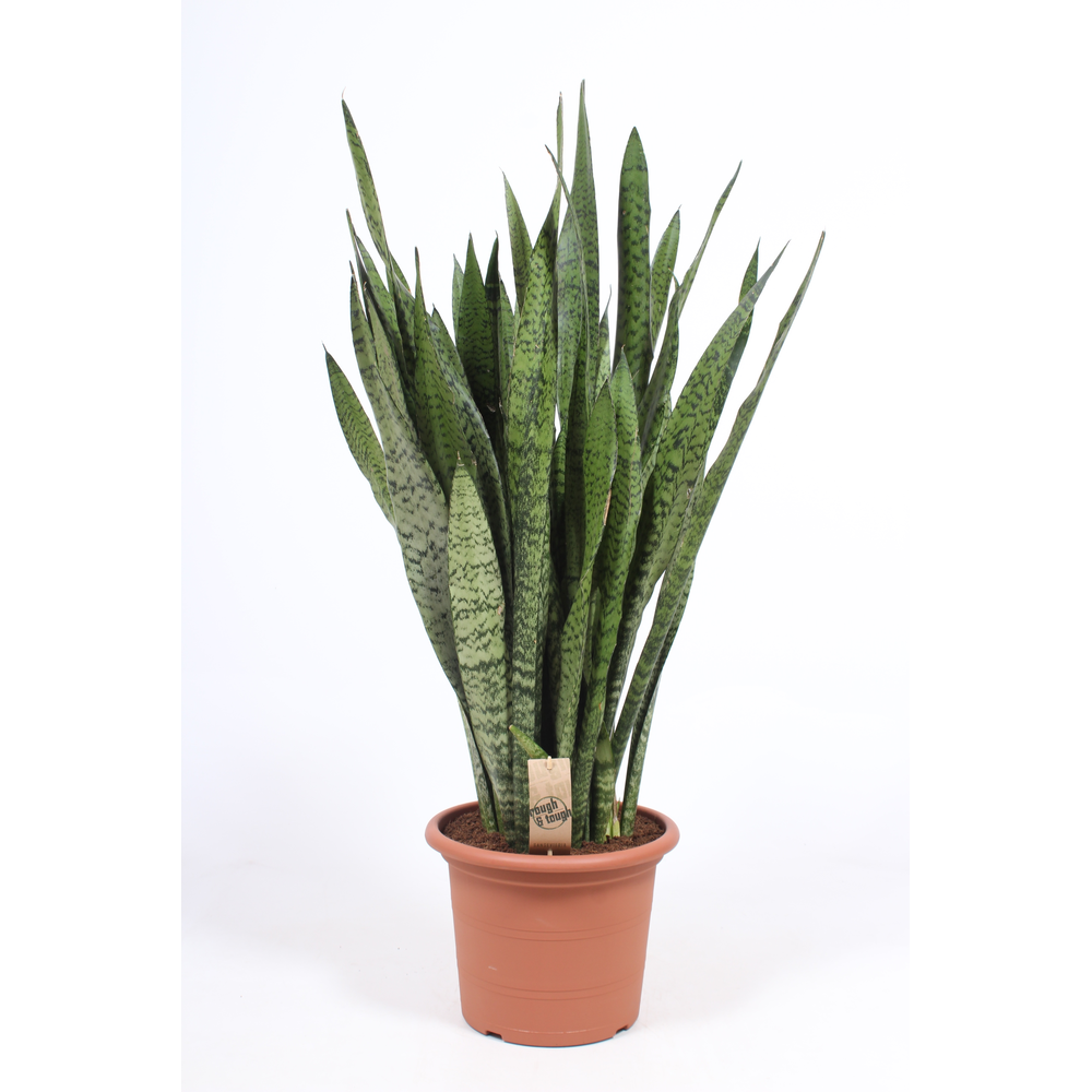 Sansevieria zeylanica.