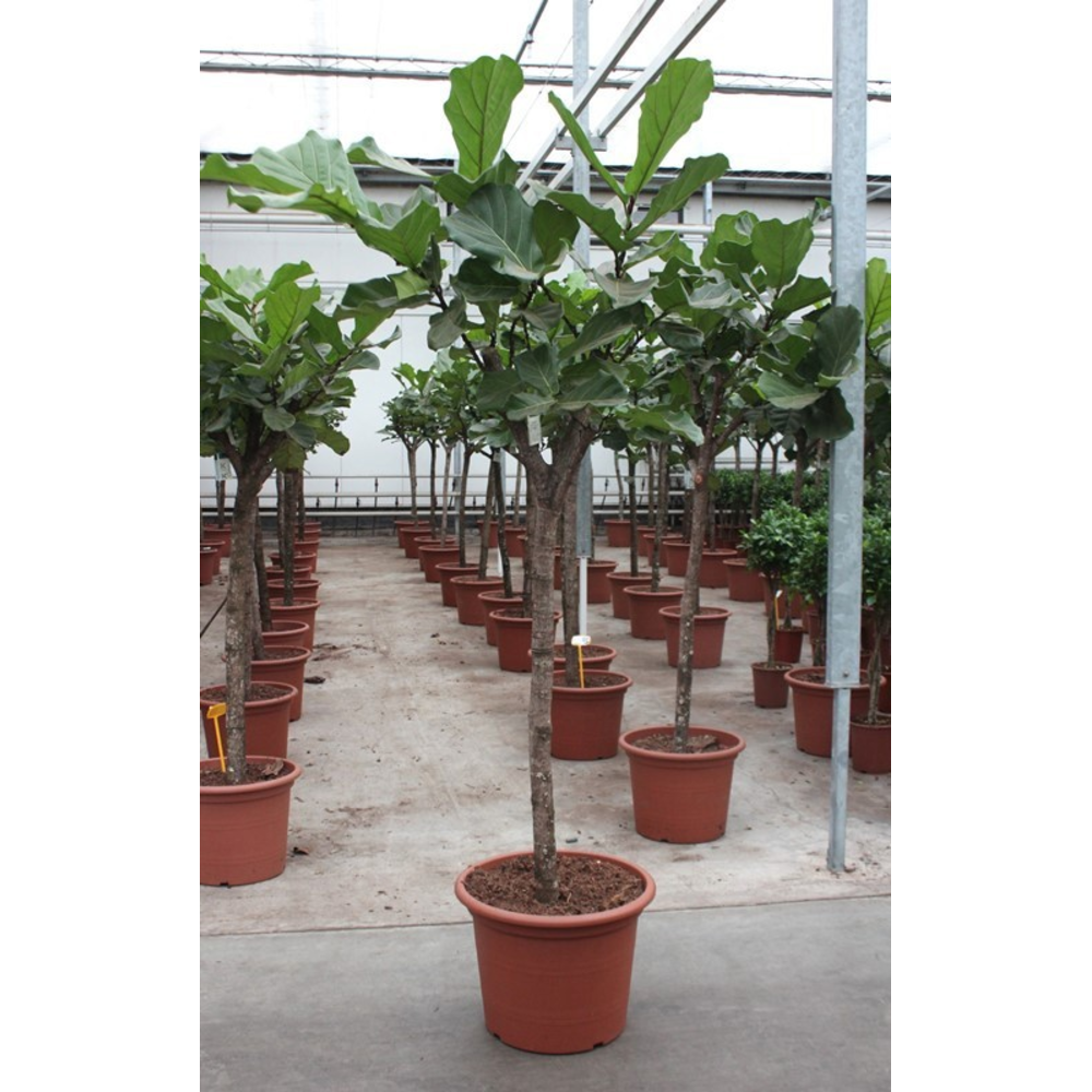 Ficus lyrata.