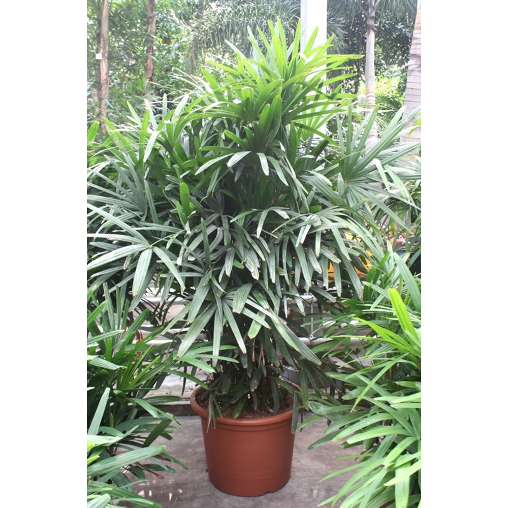 Rhapis excelsa.