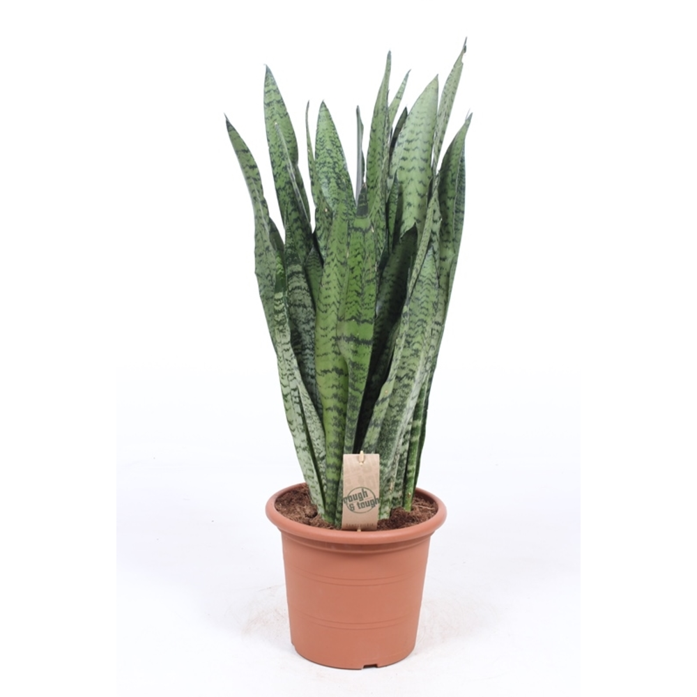 Sansevieria zeylanica.