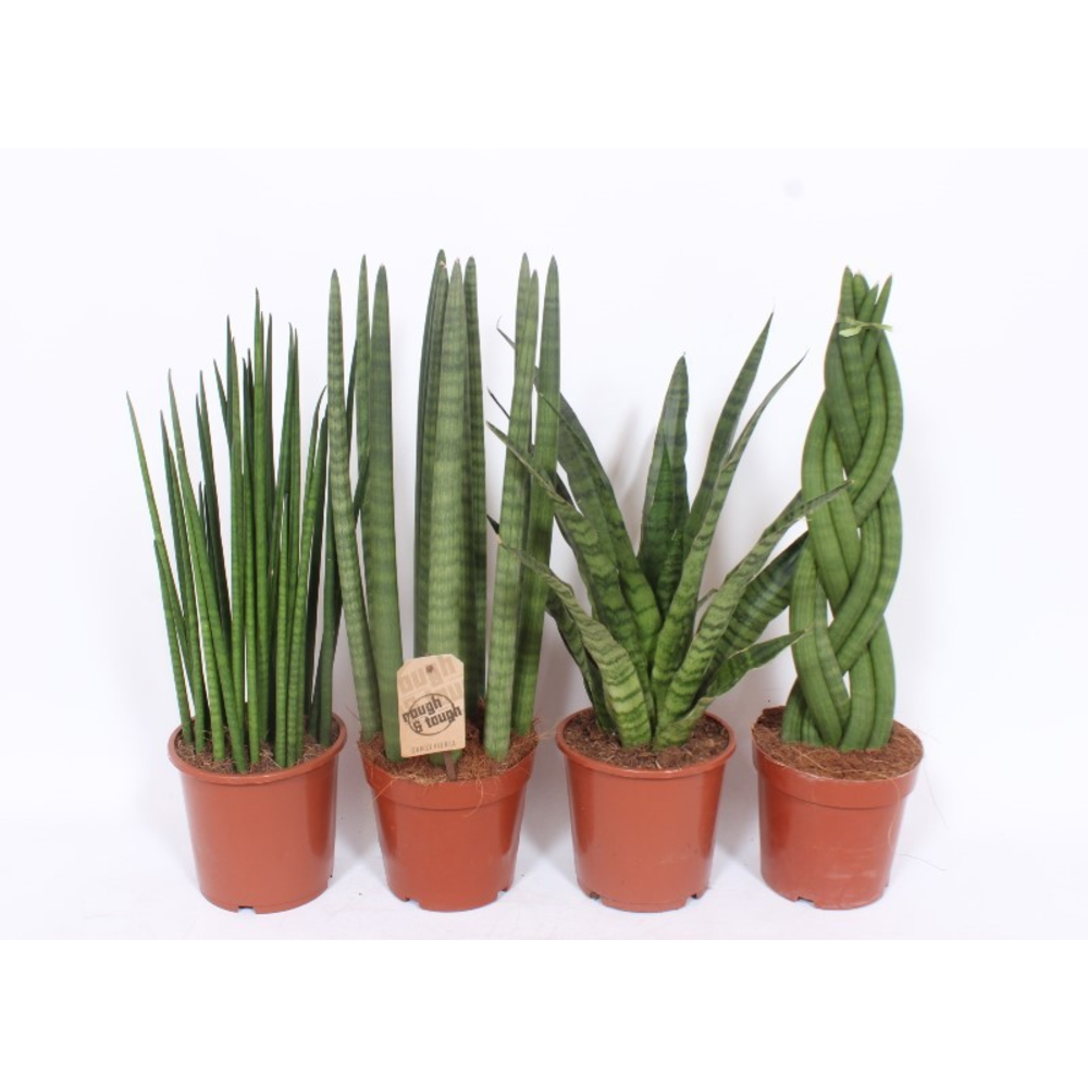 Sansevieria Luxe mix.