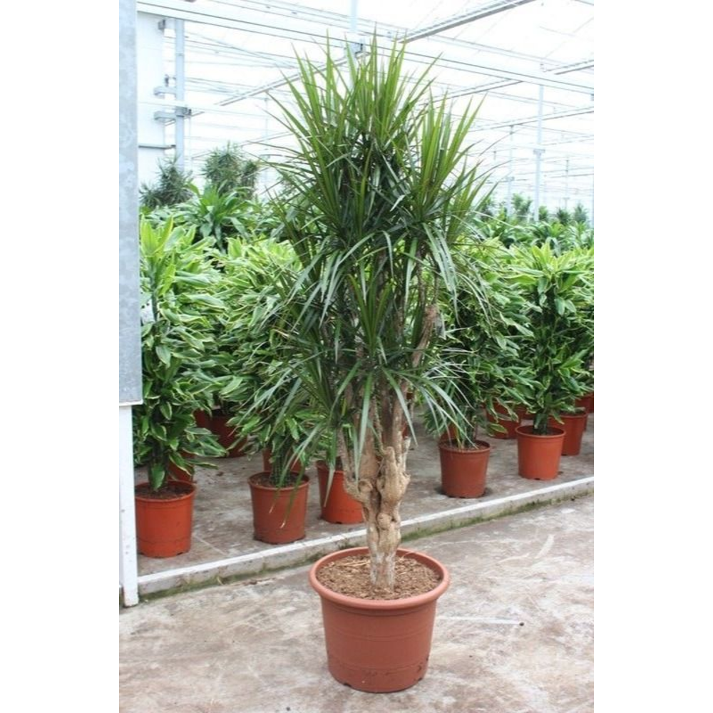 Dracaena marginata.