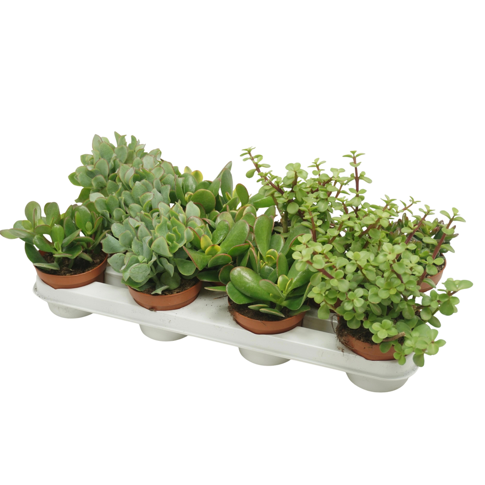 Crassula mix 10,5 cm.