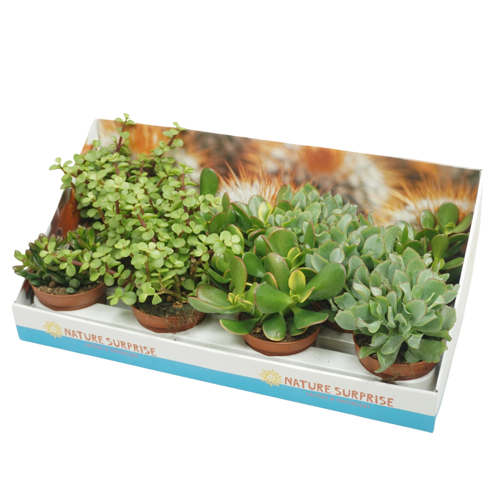 Crassula mix 10,5 cm in presentatiedoos.