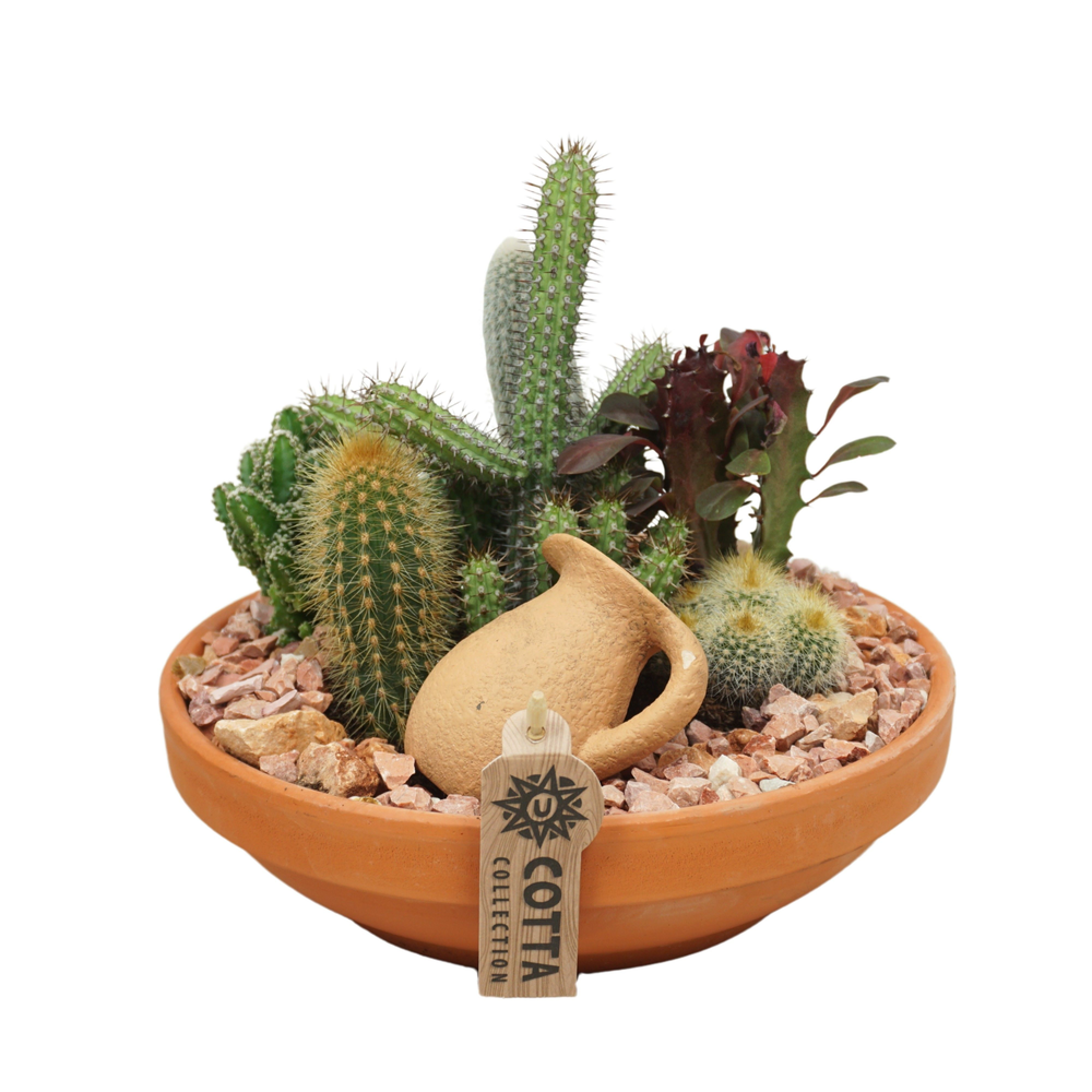 Cactus arrangement in 24 cm 'Terracotta Schaal'.