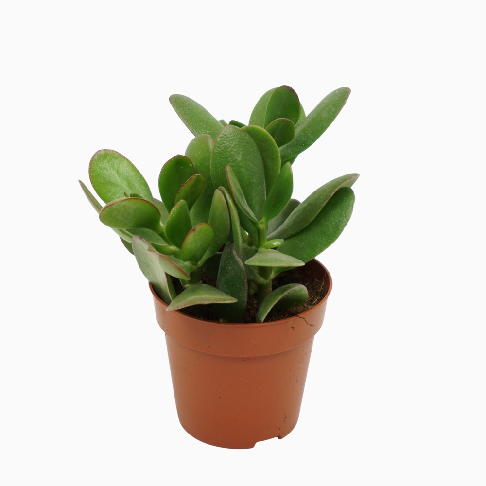 Crassula portulaca 8,5 cm.