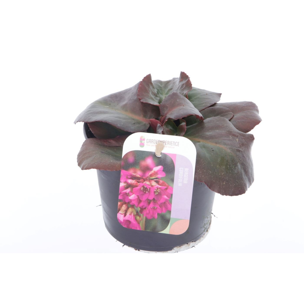 Bergenia shoeshine rose.