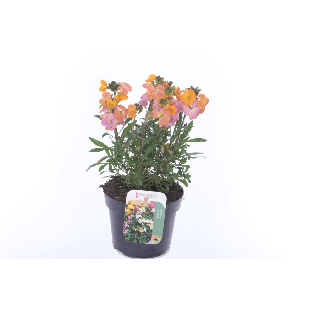 Erysimum Erysistible Sunset.