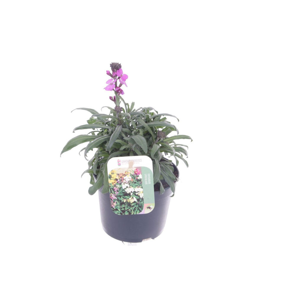 Erysimum lin. Bowles Mauve.