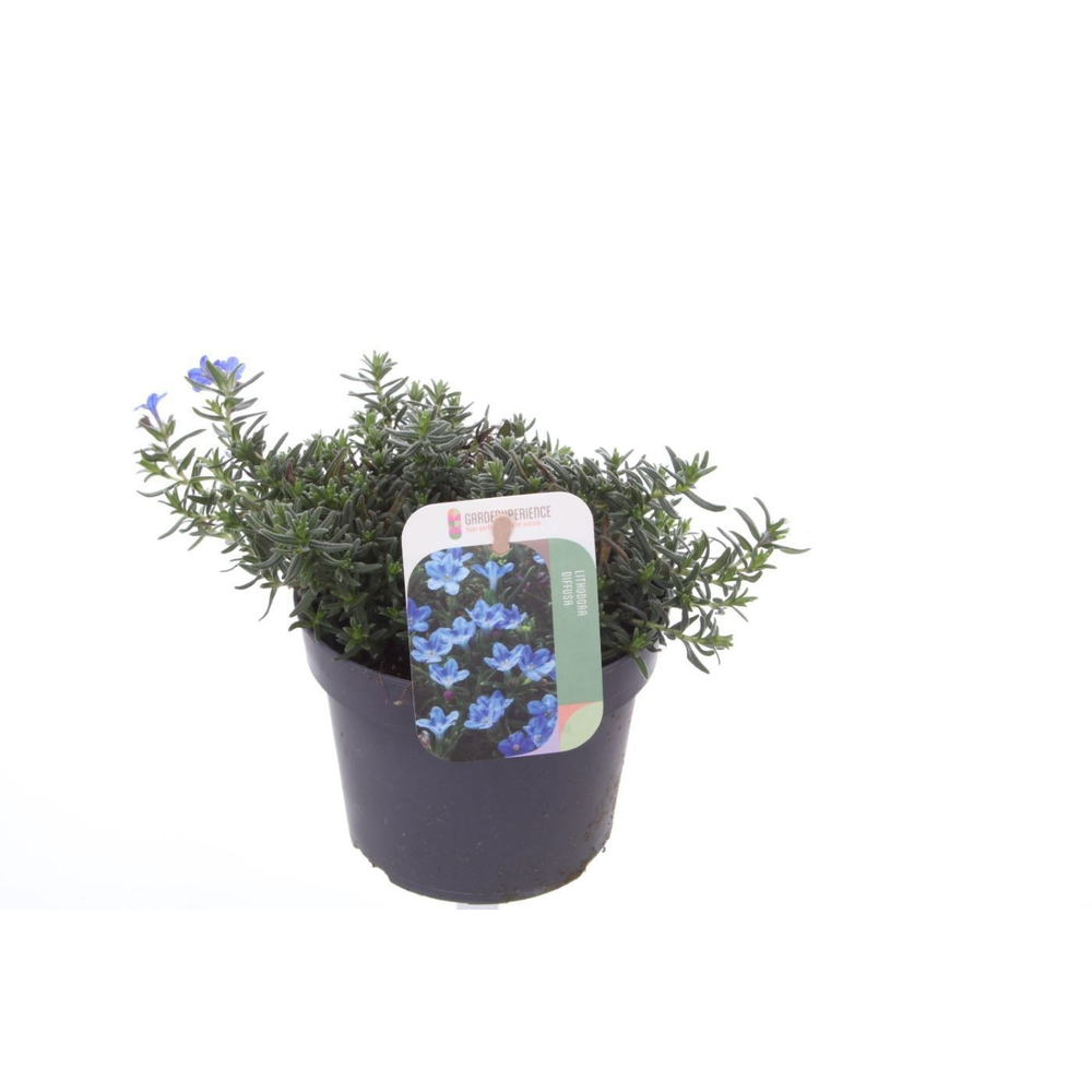 Lithodora diffusa Grace Ward.