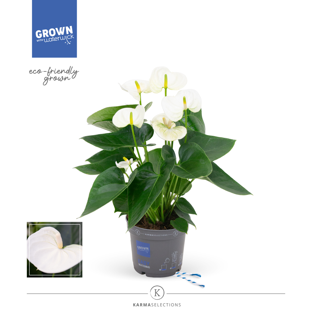 Anthurium - KARMA White | 12cm.