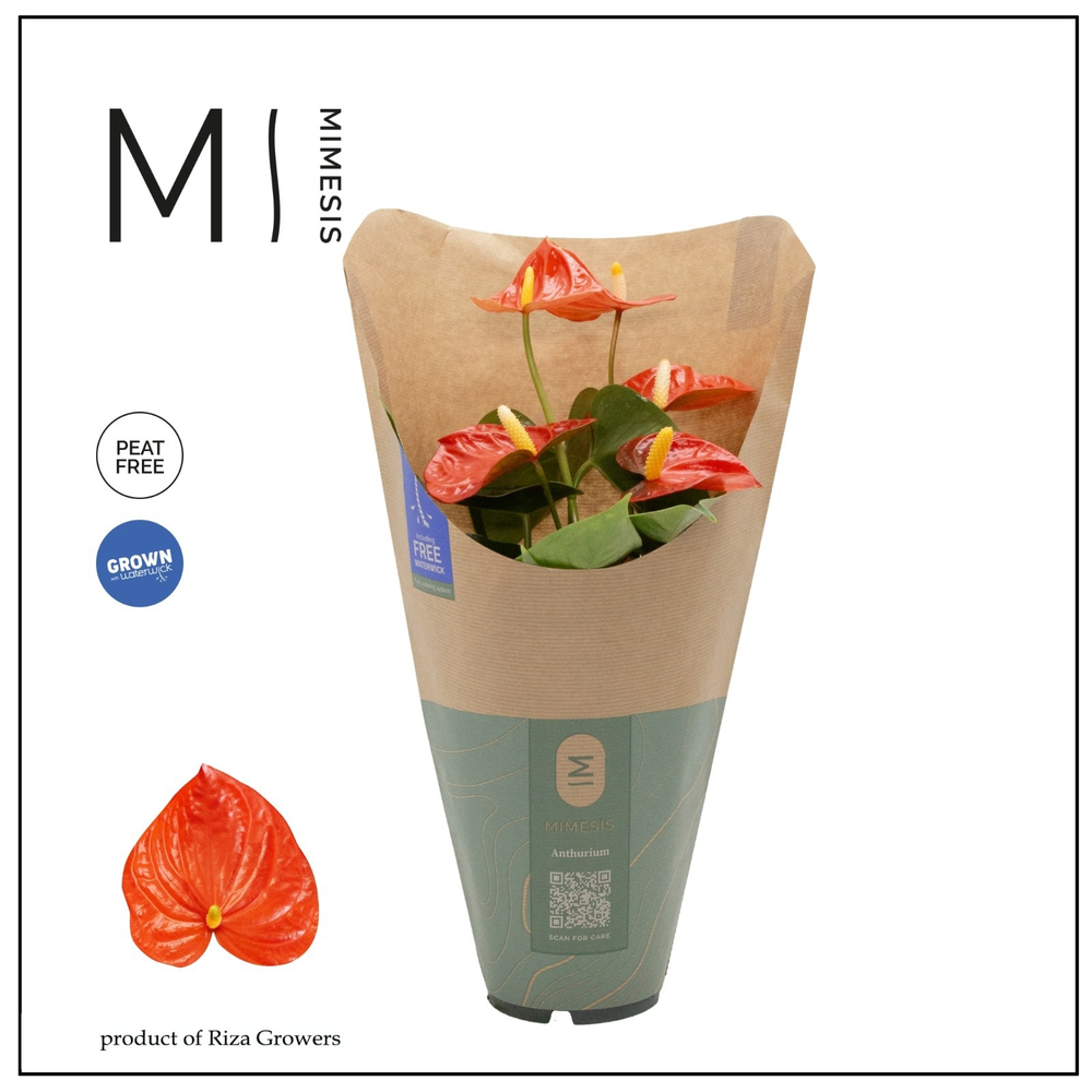 Anthurium - KARMA Orange | 12cm | ECO/KRAFT SLEEVE.
