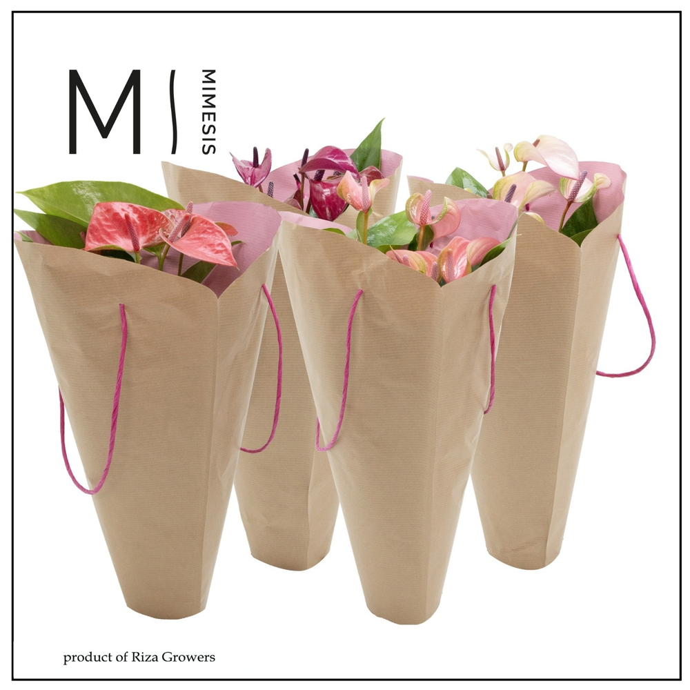 Anthurium - KARMA Pink mix Gift bag | 12cm.