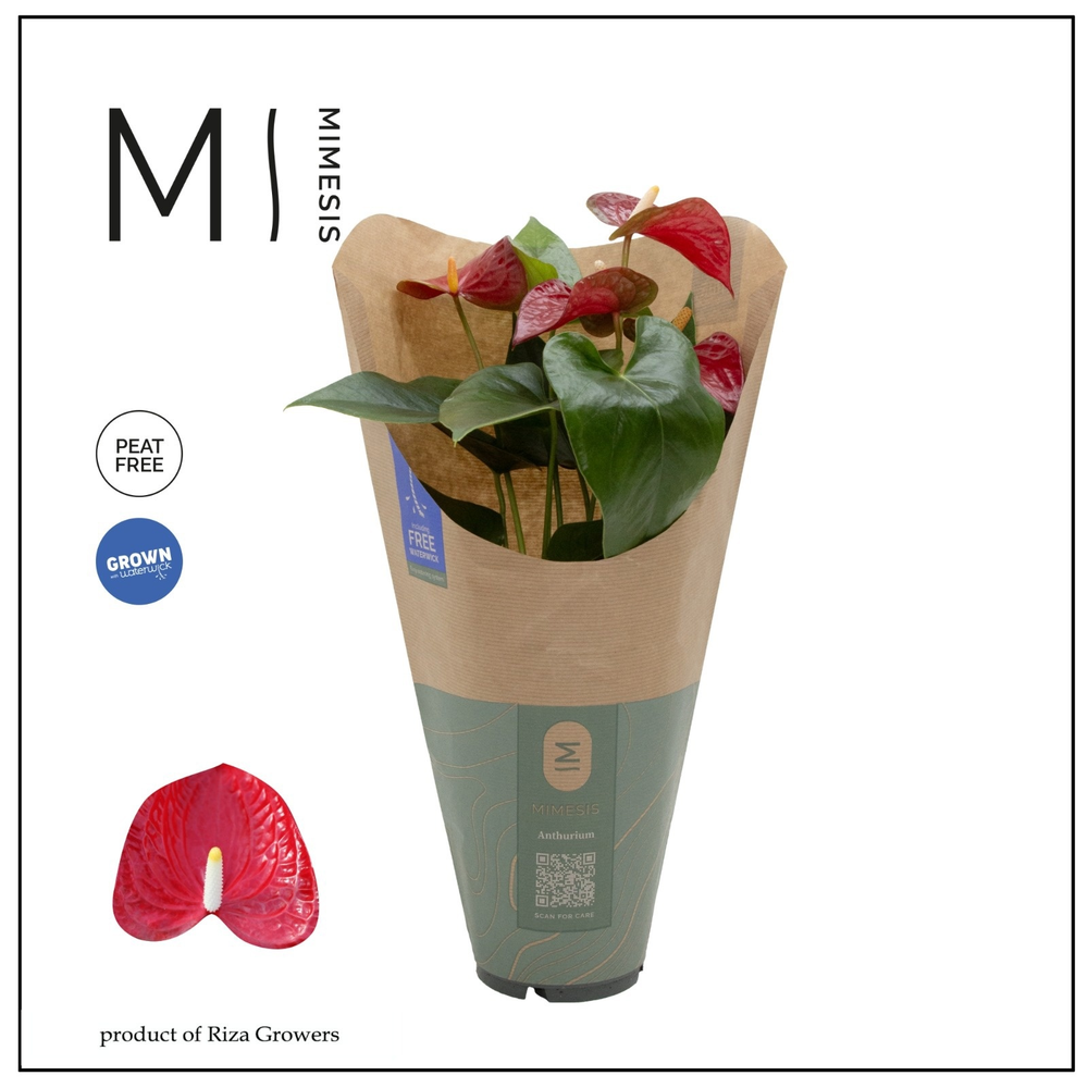 Anthurium - KARMA Red | 12cm | ECO/KRAFT SLEEVE.