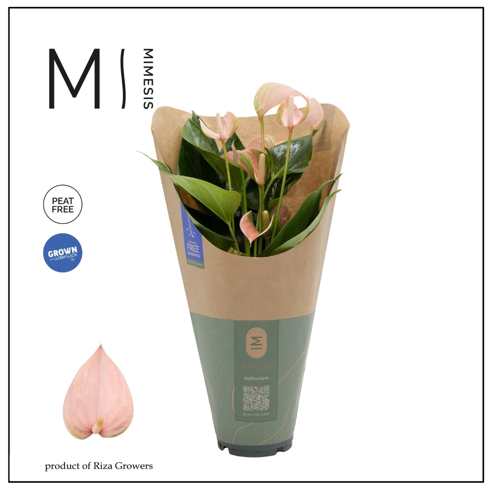Anthurium - KARMA Peach | 12cm | ECO/KRAFT SLEEVE.