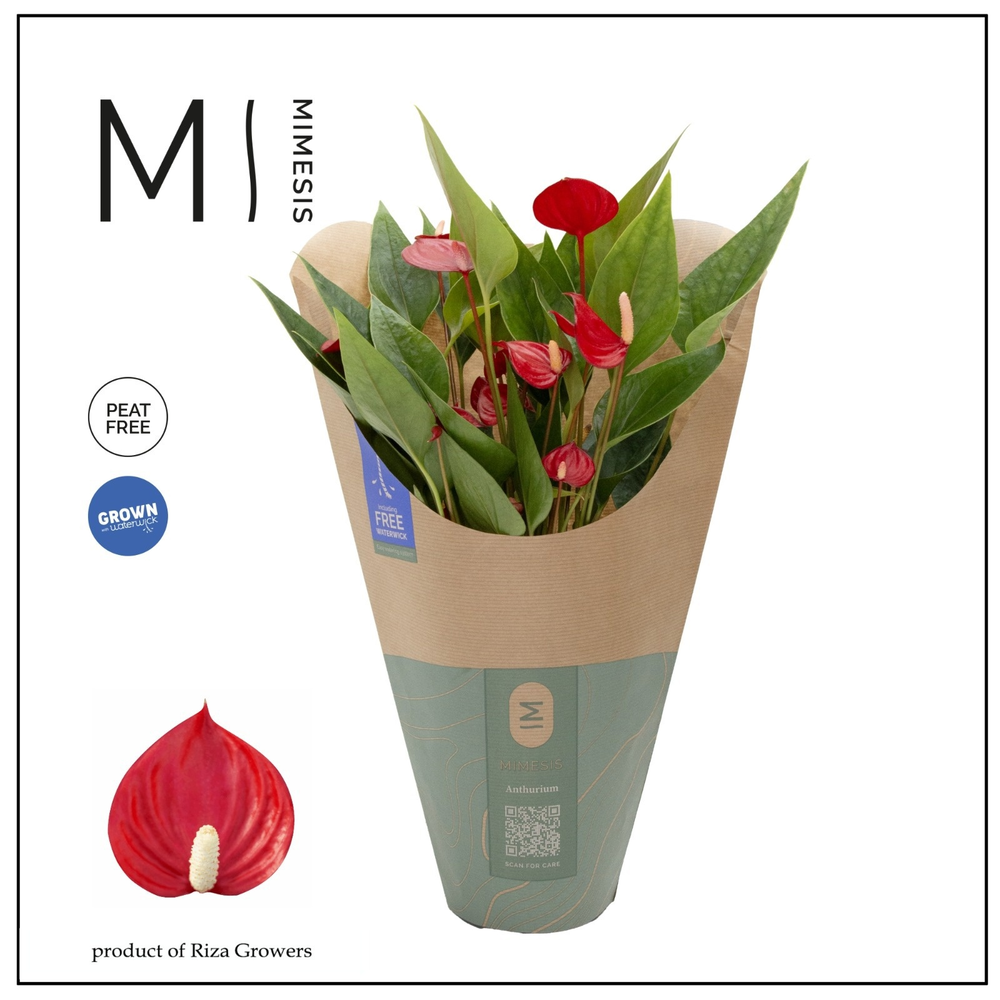 Anthurium - KARMA Million | 12cm | ECO/KRAFT SLEEV.