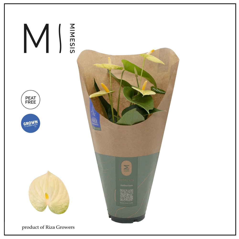 Anthurium - KARMA Lime | 12cm | ECO/KRAFT SLEEVE.