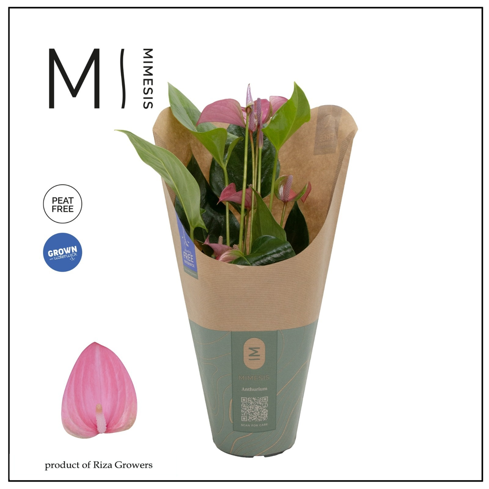 Anthurium - KARMA Joli | 12cm | ECO/KRAFT SLEEVE.