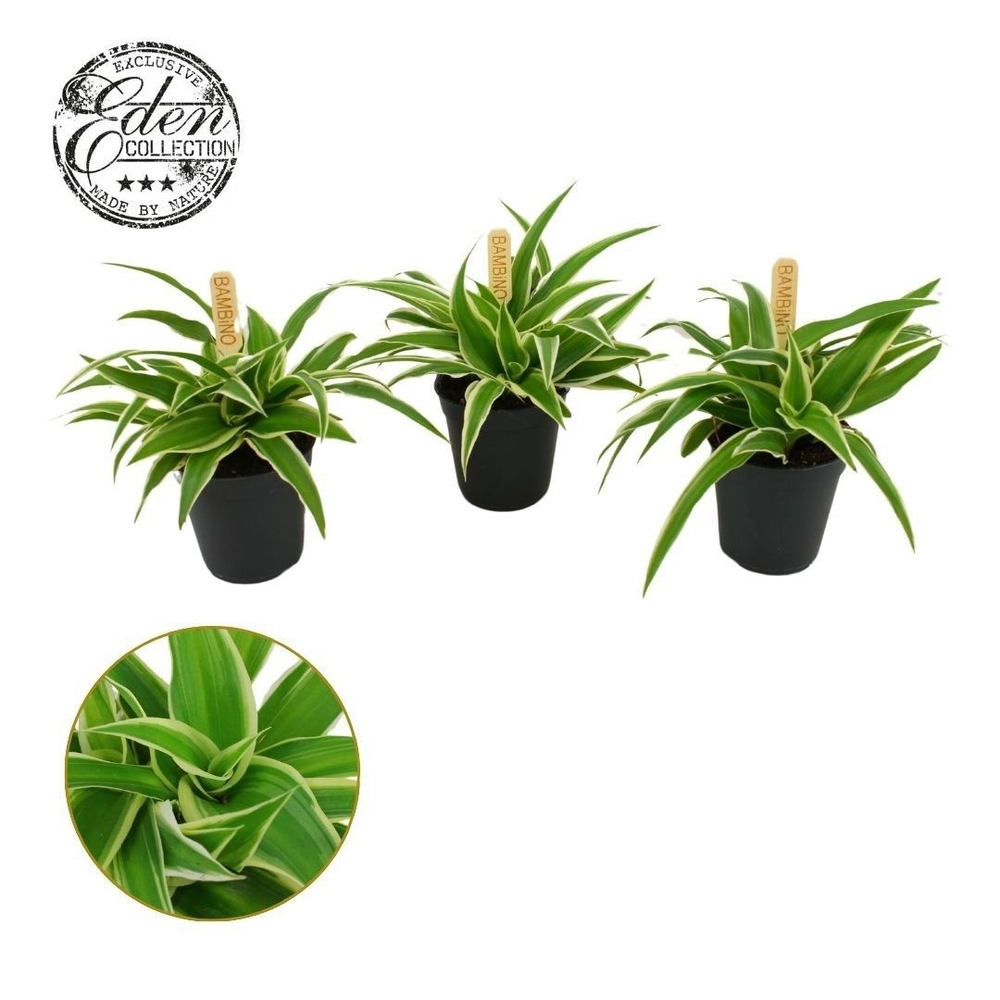 Chlorophytum Ocean 5,5cm.