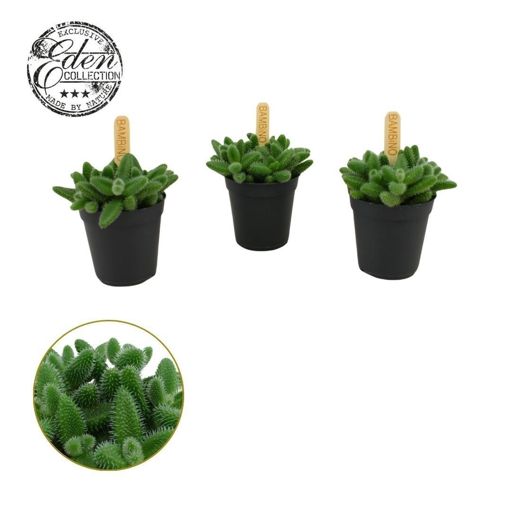 Delosperma Echinatum 5,5cm.